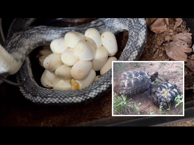 Snake eggs and fighting tortoises! A quick catchup 