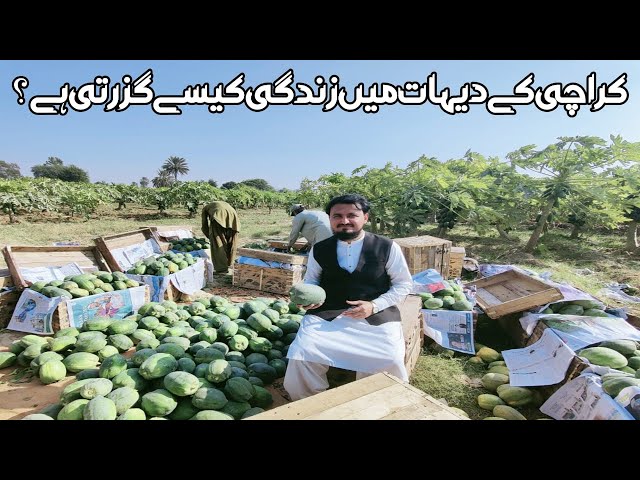 Village Life of Karachi | Papaya Season | Farooq Azam Vlog