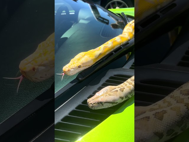 Reticulated python and Burmese python on top of a Dodge Viper what gets better than that? #snake