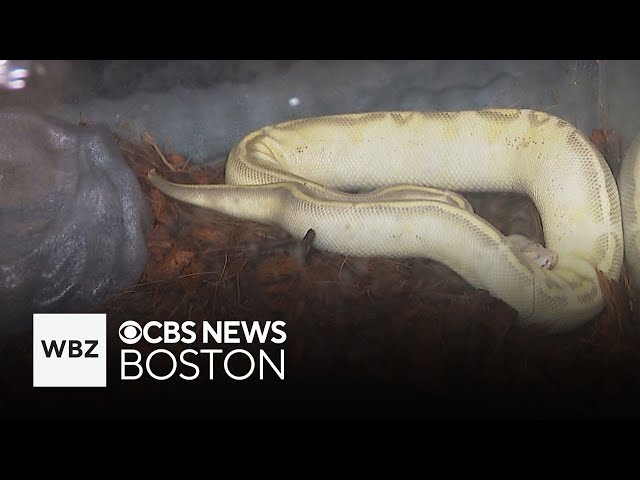 Snake appears in Rhode Island woman's apartment kitchen months after previous tenant lost it