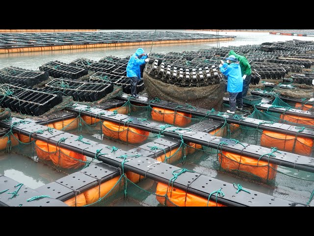 Incredible Productivity! Korea's Amazing Mass-Producing Food Factory TOP 5