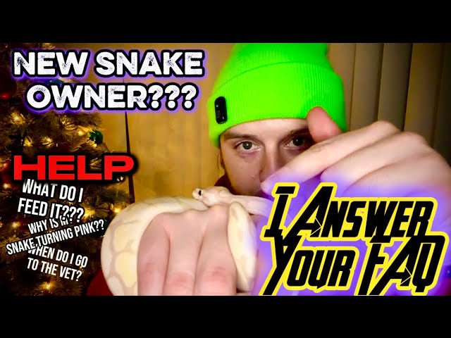 Answering The MOST Frequently Asked Questions For New Snake Keepers 🐍
