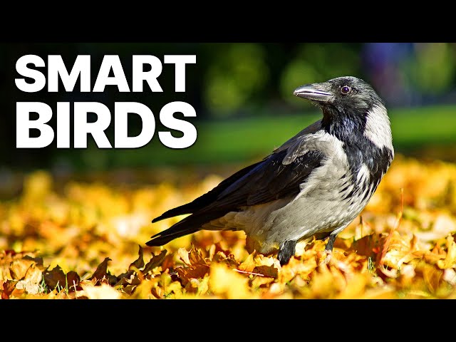 The Skills Of Smart Birds | DOCUMENTARY