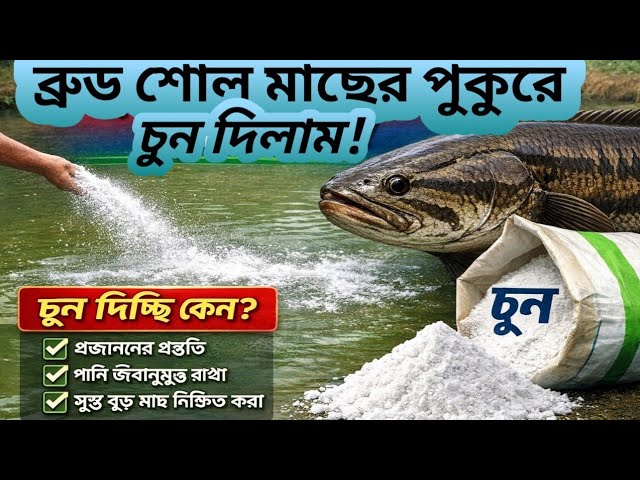 বড় সোল মাছের পুকুরে চুন দিলাম কেন? Fish Farming Secret Tips #শোলমাছ_চাষের_নিয়ম #শোলমাছ_চাষ_২০২৬