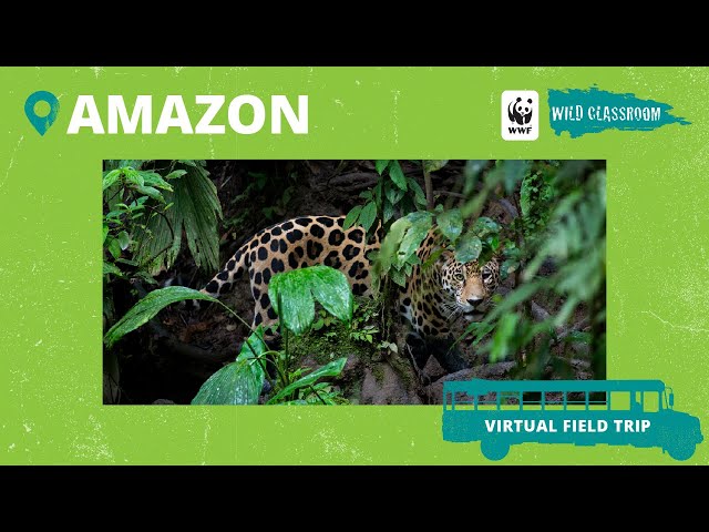 Virtual Field Trip to the Amazon