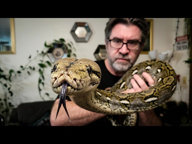 This Is What It’s REALLY Like Handling a 10-Foot Reticulated Python