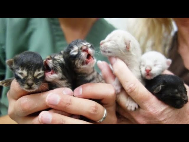 Man Emptying Garbage Bins Was Heartbroken To See Tiny Kittens Abandoned Like Trash