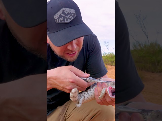 This Lizard is Covered in Ticks!