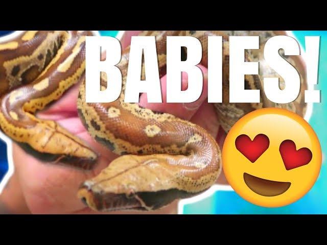 BABY BLOOD PYTHONS 😍, SNAKE EGGS 🐍& 14 HOUR ROAD TRIP🚗! | BRIAN BARCZYK