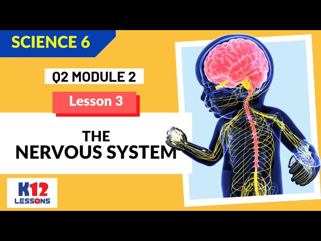 Science 6 Quarter 2 Module 2 Lesson 3 - The Nervous System
