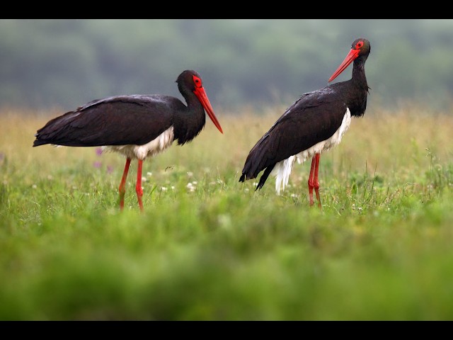 BirdMania-WebCam-3