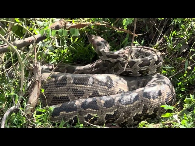 முல்லைத்தீவு புதுக்குடியிருப்பில் சிக்கிய மலைப்பாம்பு| Wildlife Officers Rescue Python in Mullaitivu