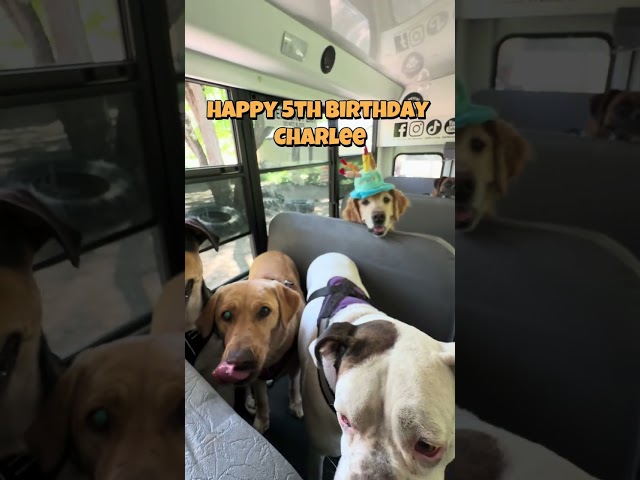 Happy 5th Birthday Charlee! 🧡🐾 #dogbirthday #dogbirthdayparty 