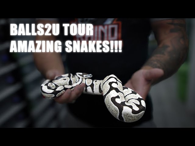 Balls2U collection tour 2025!!! - Opus Pythons