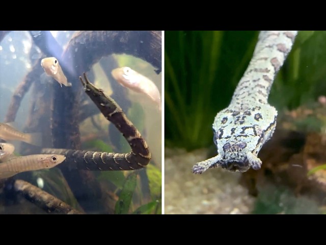 Tentacled Snake 😱 TENTACLES on a Snake?!