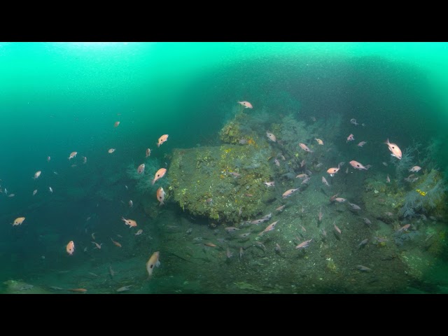 Butterfly Perch (360 3D 8K) | Insta360 Pro 2 | Mantis Sub housing