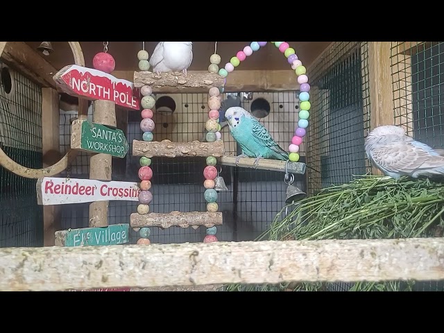 “Baby Parrot Hatching for the First Time 😳”