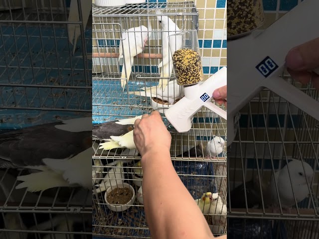The product of Qiguai must be a fine product, egg millet feeder, quack easy-to-use cockatiel Parrots