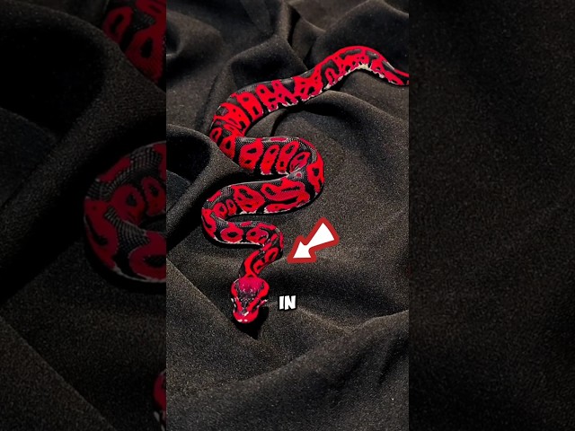 top 5 attractive snakes 🐍😍 #top5 #beautifulsnakes