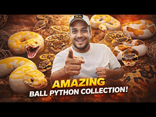Why Is the Ball Python So Popular? 😮🐍 | Ball Python Facts & Behavior Explained | Karnataka Aquarium