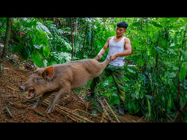 A Giant Wild Boar Caught in the Trap. A Well-Deserved Reward After Days of Waiting | Trieu Duong TV