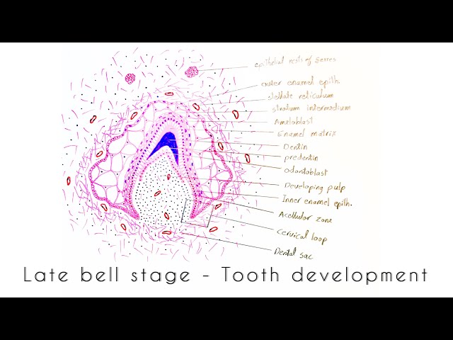 Drawing of Late bell stage - Tooth development
