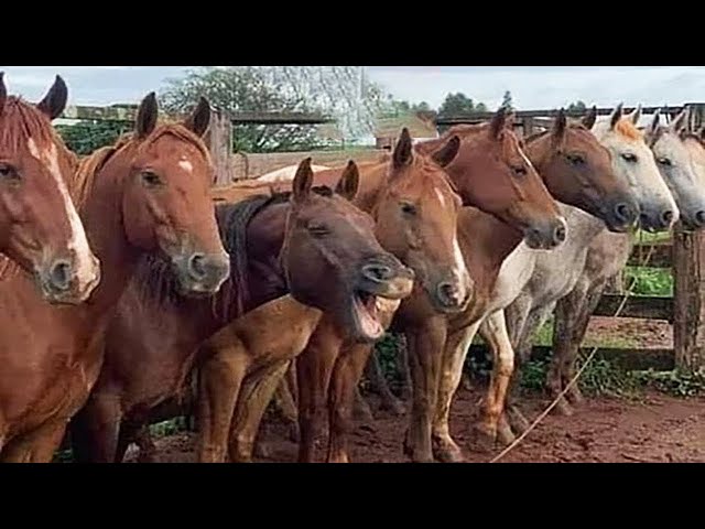 Los caballos más divertidos de 2026 hasta ahora 😂 NUEVOS videos divertidos de animales