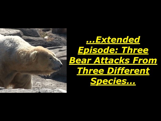 Scary Bear Attacks: Marathon Episode- Three Bear Attacks From Around The World