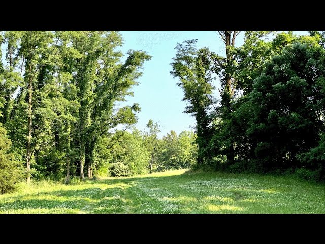 Canopy Court - ᵃˡˡᵒᶜᵃᵗᶦⁿᵍ.ᵃˢˢᵘᵐᵖᵗᶦᵒⁿˢ.ᵖᵒᶦⁿᵗᵉᵈ