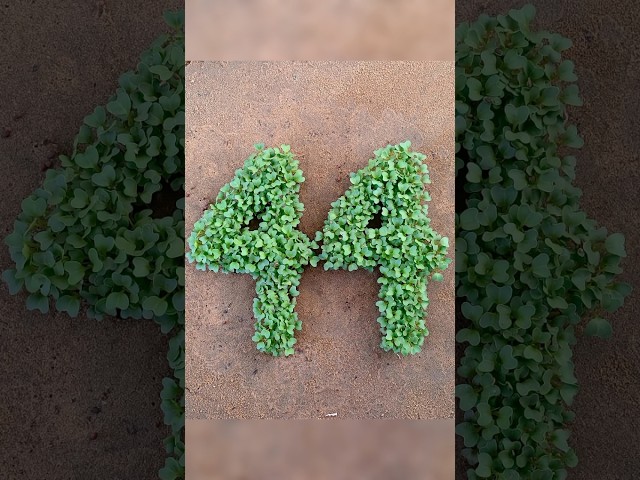 Amazing Mustard Seed & Leaf Art 🌿😍 | Easy Handmade Nature Craft | Satisfying DIY Art #shorts !