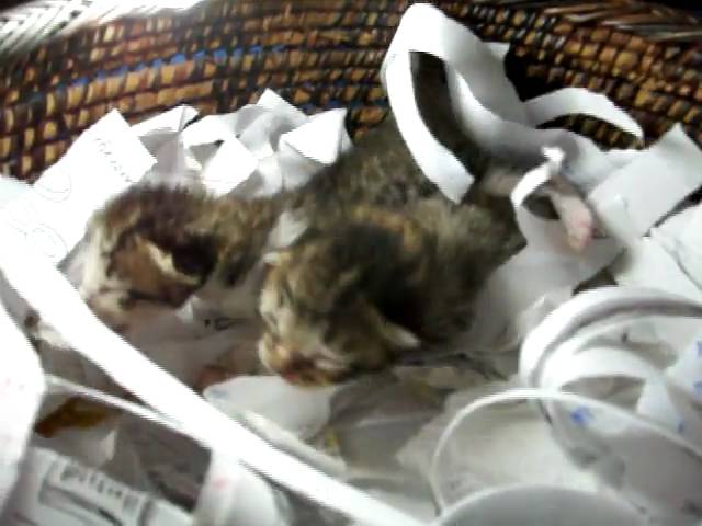 My Blog 5 Have Mercy on the Kittens, Their Milk Is Free_1m25nbg