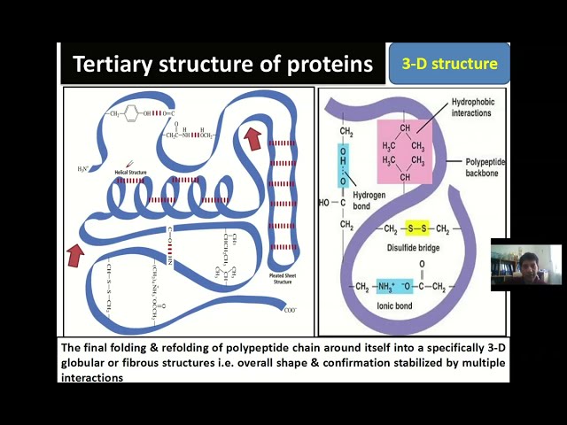 Tertiary structure of proteins or polypeptides