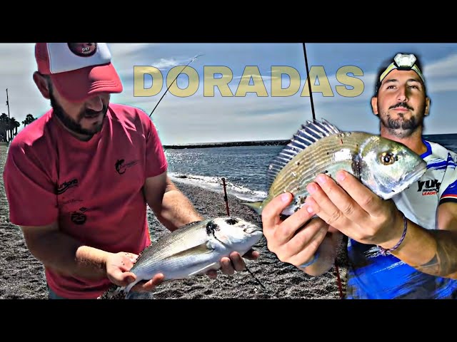 🟡 DOUBLE GOLDEN BREAM 🟡 surfcasting at the PORT. #SURFCASTING in ALMERIA with great results
