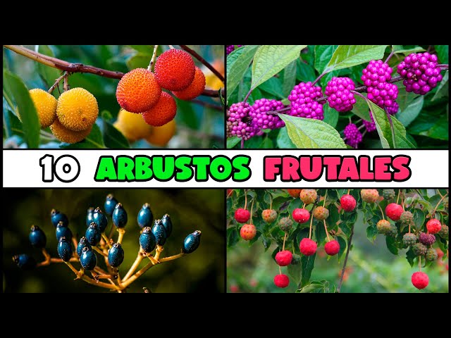10 FRUITING SHRUBS to PLANT at HOME