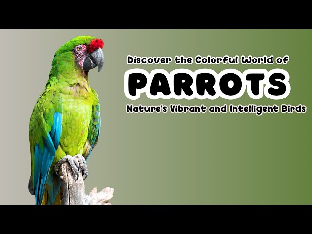 Parrots | Kids educational video