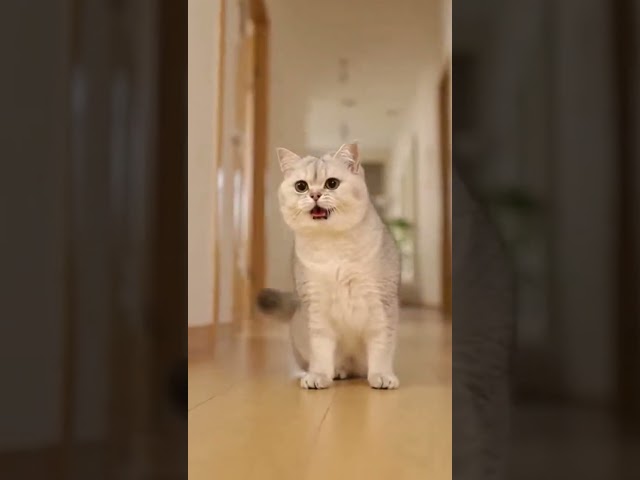 Chunky Cat’s Cheerful Chase