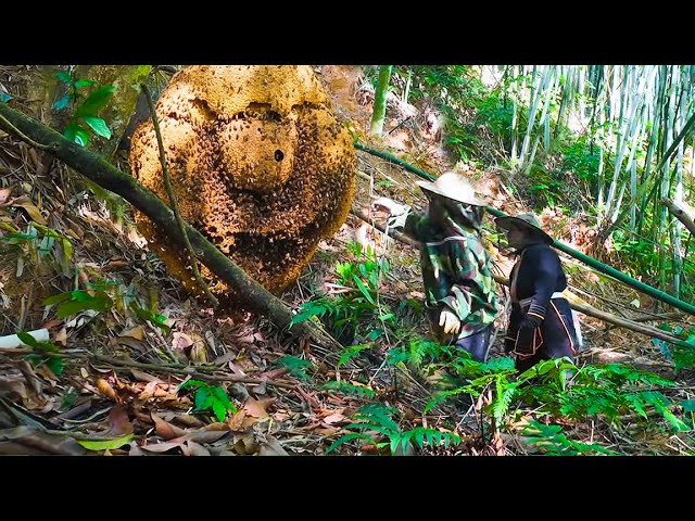 Primitive Life: Dwarf Family Encounters a Giant Python in Trees and a Huge Wild Beehive