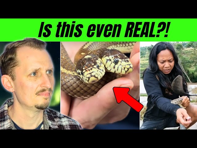 Zoologist Reacts to the most UNBELIEVABLE Snake Clips!