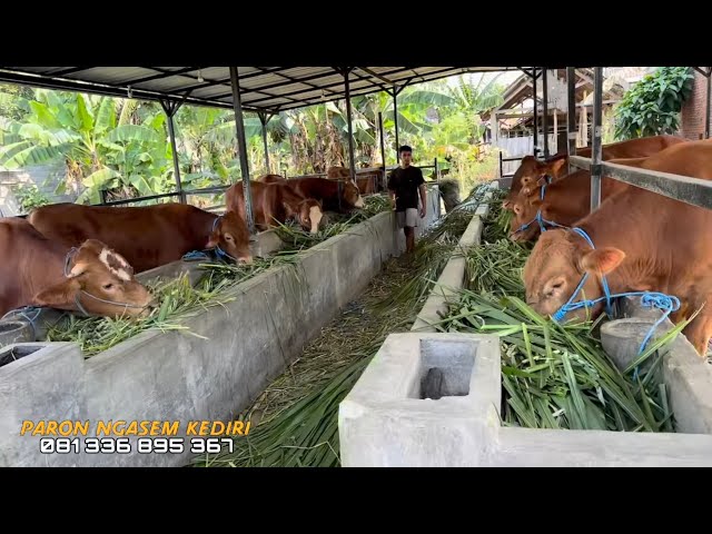 Super cow price review ‼️September 23, 2025