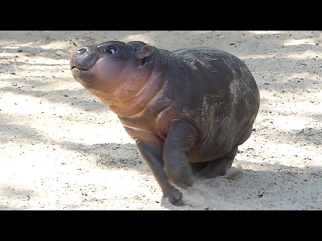 Mini Hippo Baby has the Zoomies on Land and in Water