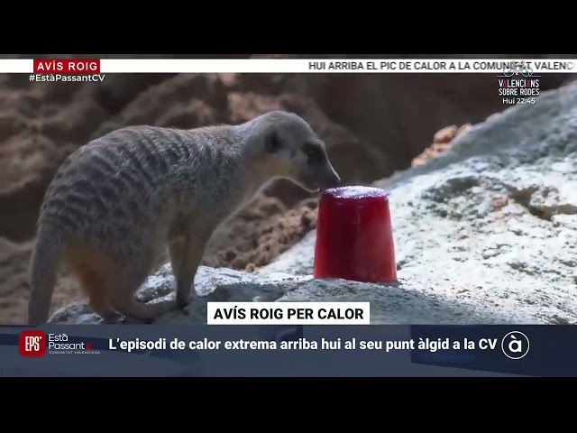 "Està Passant" (À Punt): BIOPARC Valencia activates special measures to combat the heat