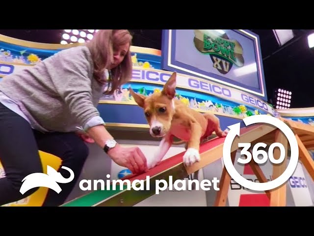 Training with Puppies Malibu and Scout | Puppy Bowl XV: Training Camp (360 Video)