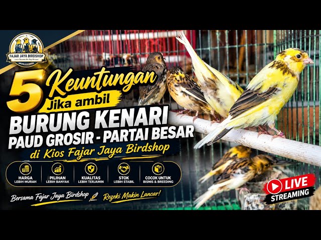 5 Keuntungan Jika ambil Burung Kenari paud Grosir - Partai Besar di Kios Fajar Jaya Birdshop #Kenari