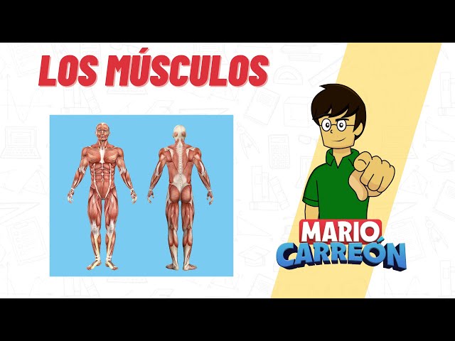 Muscles: 💪 Skeletal, Smooth, and Cardiac