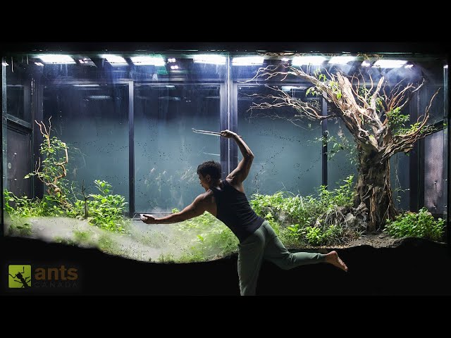 An ANT WAR Broke Out in My Giant Grasslands Vivarium