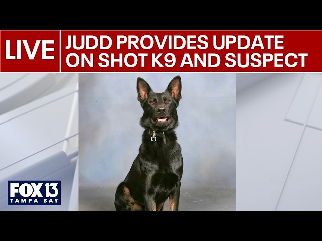 Judd provides update on shot K9 and suspect