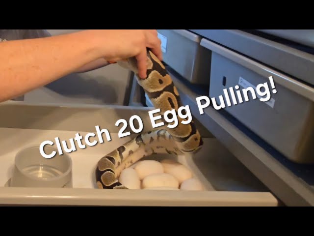  6 Perfect Eggs from a TRIPLE HET Dual Sire Pairing!