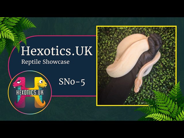 SNo- 5 (M) Orange Dream Banana Super Stripe pos YB - Royal Python at Hexotics.UK