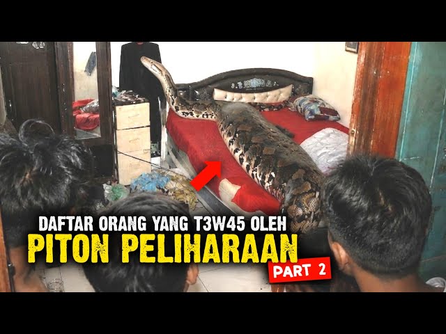List of People Killed by Their Own Pet Pythons Part 2