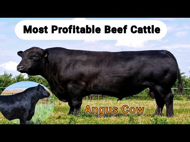 Angus Cattle – The World’s Best Beef Breed | Why Angus Cattle Are So Expensive? #blackangus #beefcow
